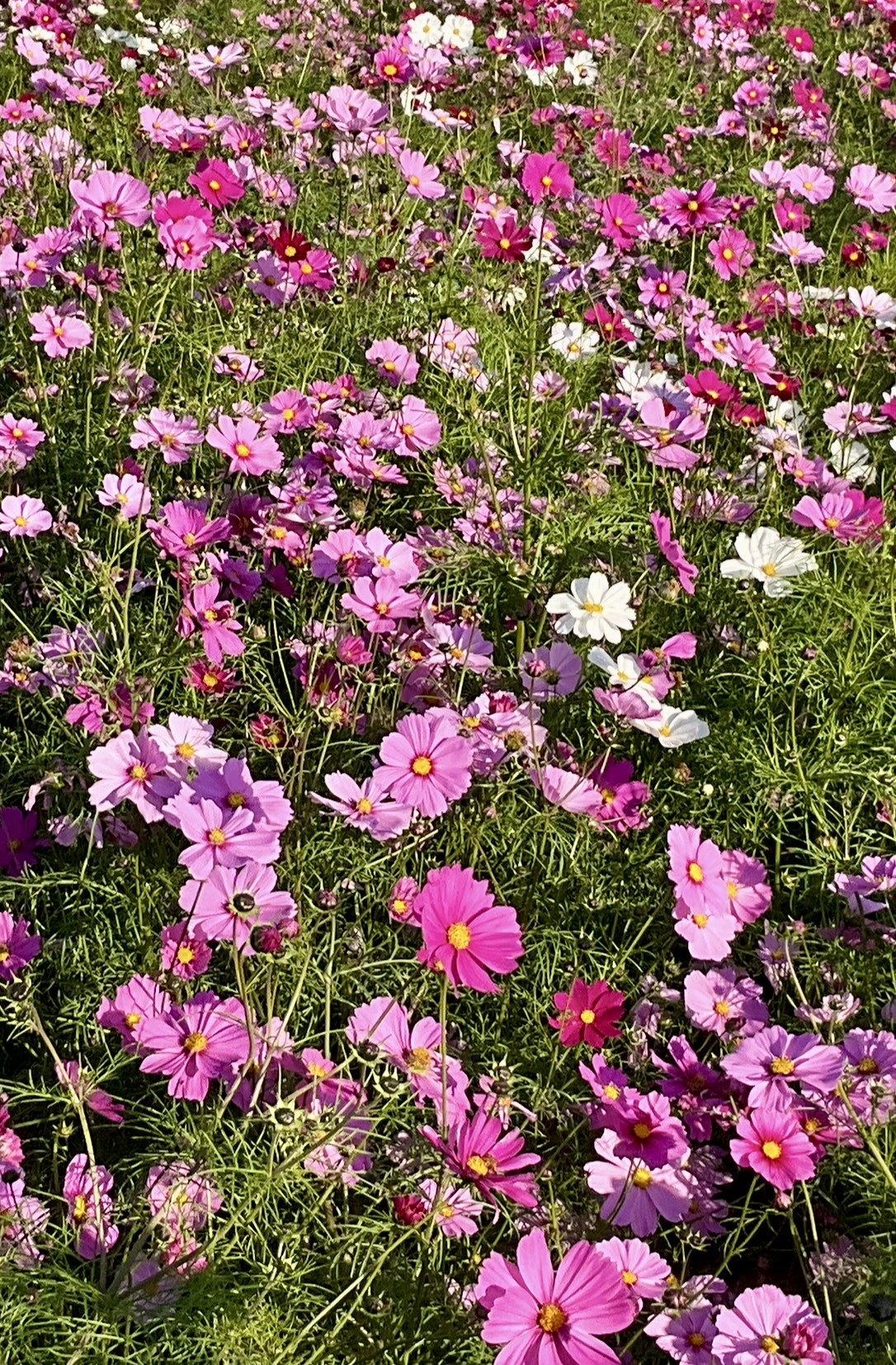 １１月１６日　撮影